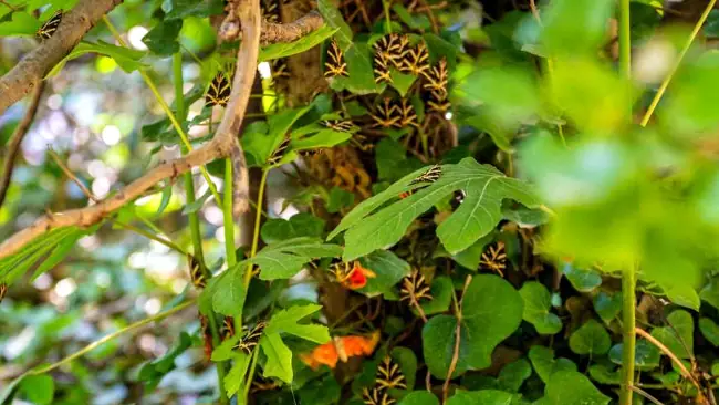 Milioni di lepidotteri invadono la Valle delle Farfalle a Paros.